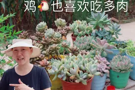 鸡也爱吃多肉，家里有鸡的肉友看紧了，不然后果就是视频里这样！视频封面