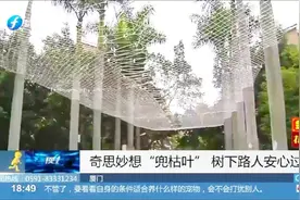 大王椰树树叶掉落很危险，工作人员想出妙招，“兜住树叶”视频封面