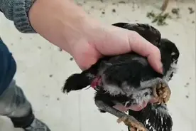 小k搞养殖，小鸡屁股被啄伤是怎么回事，喂点这种药行不行。视频封面
