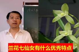 兰花七仙女因何得名，她花的内三瓣与普通兰花相比有何不同视频封面