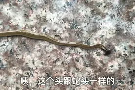 超级长的蚂蟥，这种蚂蟥是普通蚂蟥长度的十几倍，有没有认识的？视频封面