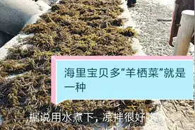 实拍温州洞头捞“羊栖菜”，第一次见，感叹海里都是宝视频封面