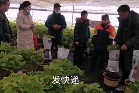 洛阳年宵盆栽催花牡丹全部上市第一天，成果满满。视频封面