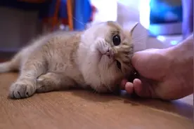 要想猫咪长得好，首先要喂得好，饿坏了的猫咪，大口大口吞食猫粮视频封面