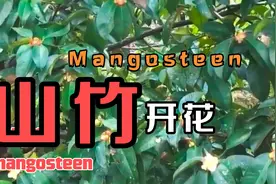 山竹树，山竹花长这样！别被骗了视频封面