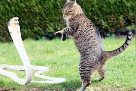 猫蛇大战为什么总是猫赢，最后一个原因接近真相了视频封面