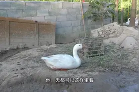 这三种药专治鹅拉稀、脚无力、精神不振，养殖的朋友一定要收藏视频封面