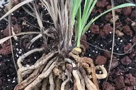 5月份兰花预防茎腐病不可再拖，找准“病灶”才是当务之急视频封面