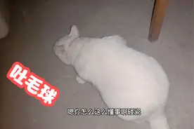 猫猫半夜三更突然呕吐，怕弄脏铲屎官被子，特地下床吐，铲屎哭了