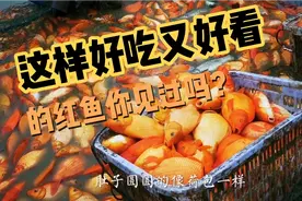 婺源的荷包红鲤鱼，好吃还好看，过年餐桌上每家每户必备的美食！视频封面