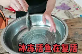 冰冻活鱼24小时？小伙用生命力最强的鲶鱼实验，看看复活了没有视频封面
