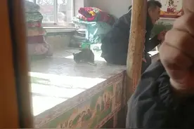 当年换太子的纯种狸猫，改吃素了？视频封面
