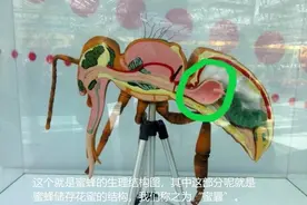 原来蜂蜜在蜜囊内酿造出来，采1000朵花蜜才储存一蜜囊视频封面