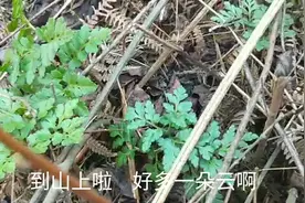 贵州毕节:满山遍野都是野生草药，其中 一朵云 最为珍贵视频封面