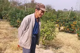 大叔的沃柑为何卖不出？开车搭我去一探究竟，一路上5种柑橘品种视频封面