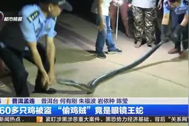 60多只鸡被盗 “偷鸡贼”竟是眼镜王蛇视频封面