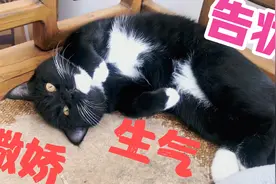老猫姐姐占了小黑猫的窝，小黑猫撒娇告状、还带我现场指认视频封面