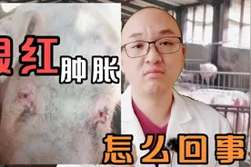 猪眼发红肿胀，这就是猪眼结膜炎，治疗稍有不慎全群发病视频封面
