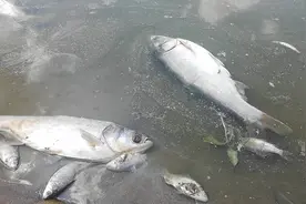 来到水库惊呆了，飘的全是鱼，究竟是什么原因呢？娱乐娱乐得了！视频封面