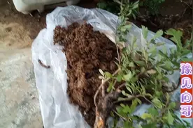 夏天挖的桩，山里红下山桩夏季如何管理种植，让专家告诉你视频封面