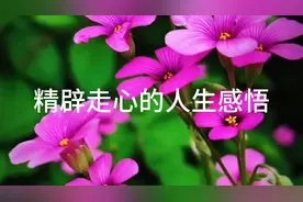 积极向上的人生感悟句子，精辟走心，正能量满满视频封面