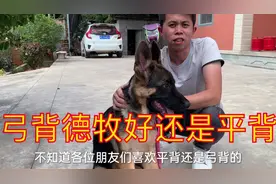 德牧犬选择弓背好还是平背好，听听小伙怎么说，各自优缺点很明显视频封面