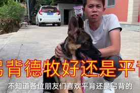德牧犬选择弓背好还是平背好，听听小伙怎么说，各自优缺点很明显视频封面