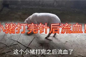 生病小猪打完针后血流不止！到底是怎么回事？视频封面