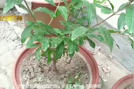 扦插的石榴几年才结果，听完之后好着急视频封面