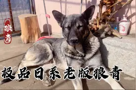 极品日系老版狼青 狼青好几天没吃肉 今天买了三只鸡给他们解解馋视频封面