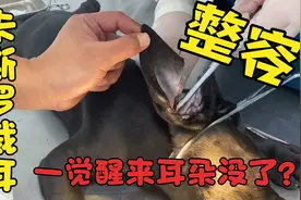 详细的裁耳过程你见过吗？睁大眼睛仔细看，别太惊讶哦！