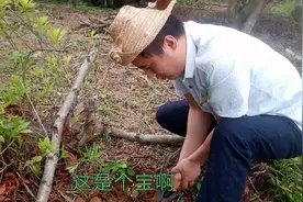 小伙去山里找草药，挖到了1000年人参，这运气太好了视频封面