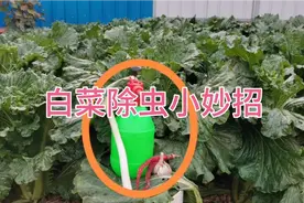 白菜生膩虫，看农村小伙喷的啥？第二天白菜干干净净，学学视频封面