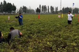 带大家看看先正达美炎打花生两遍的的保叶效果和产量怎么样？