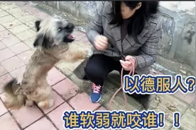 以德服人？对于胆小的狗不合适，它们就是看谁软弱就欺负谁视频封面
