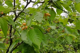 樱花开花后也会结果子，花友们见过吗？视频封面