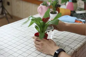 水塔花施肥浇水的养护，这几点在平时的时候一定要注意视频封面