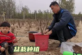 盆栽牡丹这样栽种视频封面