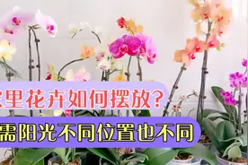 各种花卉如何摆放？我是这样安排的！按阳光需求摆放不同位置！视频封面