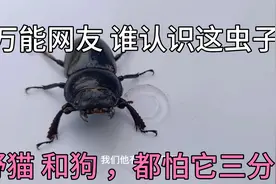 河南农村老宅 ，发现可怕的甲壳虫 头上带刀，猫咪和狗不敢靠近它视频封面