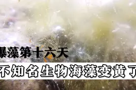 海缸爆藻第16天 海藻变黄了