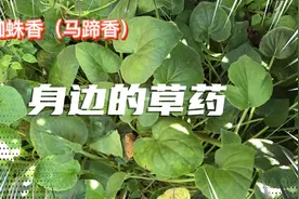 身边的草药（289），蜘蛛香（马蹄香），行气止痛消食止泻的草药视频封面