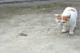 大家看看老鼠的精彩表演打动了猫咪，猫咪最后放过它了视频封面