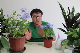 蓝雪花如何养护？蓝雪花的正确养护方法！视频封面