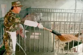 小伙被特战旅分到炊事班，没想到竟整天跟猪打交道，笑喷了视频封面