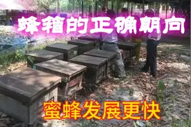 蜂箱摆放最好位置+最合理方向，不用费心管理，都能产蜂蜜夺高产视频封面