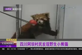 四川村民在自家屋檐下发现野生小熊猫，忙报警，警民救助后放生视频封面