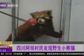 四川村民在自家屋檐下发现野生小熊猫，忙报警，警民救助后放生视频封面