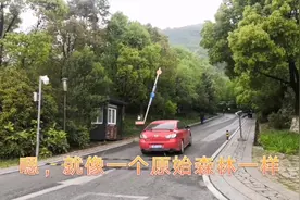 苏州居然也有“原始森林”，环境好空气好，下雨的时候人最多视频封面