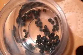 秋葵种子虽然很难发芽，但是用农家方法既简单发芽率又高!视频封面